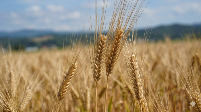 ウイスキーに使われる二条大麦