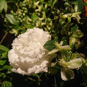 DSC_0264~2.JPG