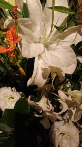 DSC_0487.jpg