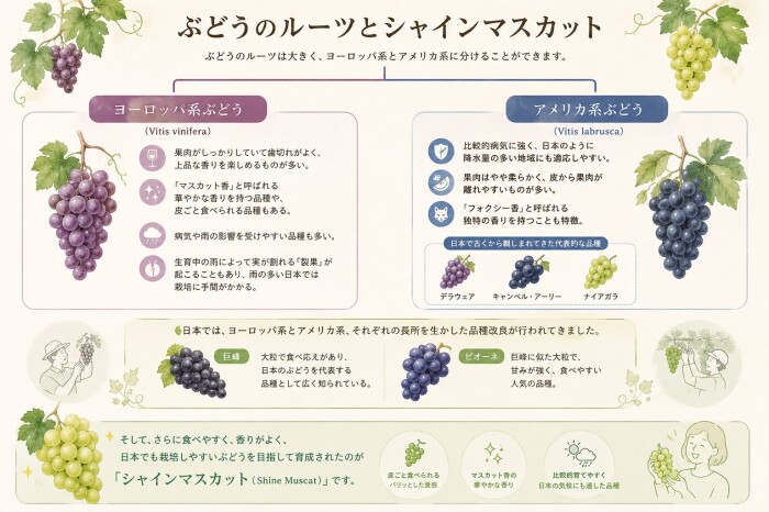 シャインマスカットの系譜